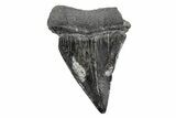 Fossil Broad-Toothed Mako Tooth - South Carolina #214633-1